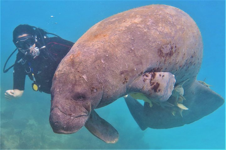 Friendly Manatee (Sea Cow)